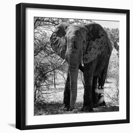 Awesome South Africa Collection Square - Elephant Portrait B&W-Philippe Hugonnard-Framed Photographic Print