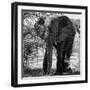 Awesome South Africa Collection Square - Elephant Portrait B&W-Philippe Hugonnard-Framed Photographic Print