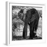 Awesome South Africa Collection Square - Elephant Portrait B&W-Philippe Hugonnard-Framed Photographic Print