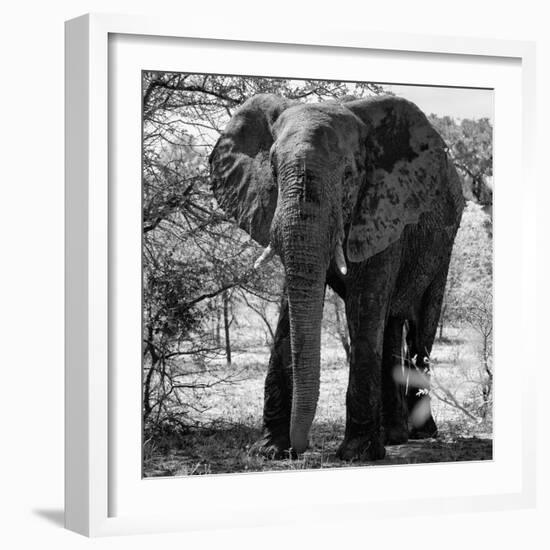 Awesome South Africa Collection Square - Elephant Portrait B&W-Philippe Hugonnard-Framed Photographic Print