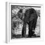 Awesome South Africa Collection Square - Elephant Portrait B&W-Philippe Hugonnard-Framed Photographic Print