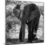 Awesome South Africa Collection Square - Elephant Portrait B&W-Philippe Hugonnard-Mounted Photographic Print