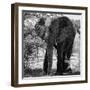 Awesome South Africa Collection Square - Elephant Portrait B&W-Philippe Hugonnard-Framed Premium Photographic Print