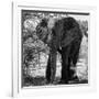 Awesome South Africa Collection Square - Elephant Portrait B&W-Philippe Hugonnard-Framed Photographic Print