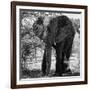 Awesome South Africa Collection Square - Elephant Portrait B&W-Philippe Hugonnard-Framed Photographic Print