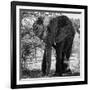 Awesome South Africa Collection Square - Elephant Portrait B&W-Philippe Hugonnard-Framed Photographic Print