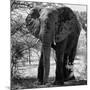 Awesome South Africa Collection Square - Elephant Portrait B&W-Philippe Hugonnard-Mounted Photographic Print