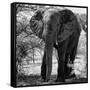 Awesome South Africa Collection Square - Elephant Portrait B&W-Philippe Hugonnard-Framed Stretched Canvas