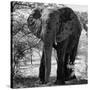 Awesome South Africa Collection Square - Elephant Portrait B&W-Philippe Hugonnard-Stretched Canvas