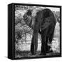 Awesome South Africa Collection Square - Elephant Portrait B&W-Philippe Hugonnard-Framed Stretched Canvas