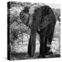 Awesome South Africa Collection Square - Elephant Portrait B&W-Philippe Hugonnard-Stretched Canvas