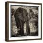 Awesome South Africa Collection Square - Elephant Portrait II-Philippe Hugonnard-Framed Photographic Print