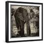 Awesome South Africa Collection Square - Elephant Portrait II-Philippe Hugonnard-Framed Photographic Print