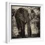 Awesome South Africa Collection Square - Elephant Portrait II-Philippe Hugonnard-Framed Photographic Print