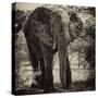 Awesome South Africa Collection Square - Elephant Portrait II-Philippe Hugonnard-Stretched Canvas