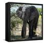 Awesome South Africa Collection Square - Elephant Portrait-Philippe Hugonnard-Framed Stretched Canvas