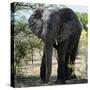 Awesome South Africa Collection Square - Elephant Portrait-Philippe Hugonnard-Stretched Canvas