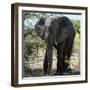 Awesome South Africa Collection Square - Elephant Portrait-Philippe Hugonnard-Framed Photographic Print