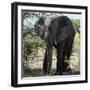 Awesome South Africa Collection Square - Elephant Portrait-Philippe Hugonnard-Framed Photographic Print