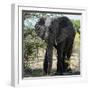 Awesome South Africa Collection Square - Elephant Portrait-Philippe Hugonnard-Framed Photographic Print