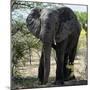 Awesome South Africa Collection Square - Elephant Portrait-Philippe Hugonnard-Mounted Photographic Print