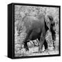 Awesome South Africa Collection Square - Elephant Profile B&W-Philippe Hugonnard-Framed Stretched Canvas