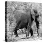 Awesome South Africa Collection Square - Elephant Profile B&W-Philippe Hugonnard-Stretched Canvas