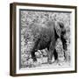 Awesome South Africa Collection Square - Elephant Profile B&W-Philippe Hugonnard-Framed Photographic Print