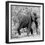 Awesome South Africa Collection Square - Elephant Profile B&W-Philippe Hugonnard-Framed Photographic Print