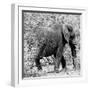 Awesome South Africa Collection Square - Elephant Profile B&W-Philippe Hugonnard-Framed Photographic Print