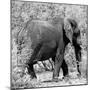 Awesome South Africa Collection Square - Elephant Profile B&W-Philippe Hugonnard-Mounted Photographic Print