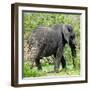 Awesome South Africa Collection Square - Elephant Profile-Philippe Hugonnard-Framed Photographic Print