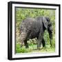 Awesome South Africa Collection Square - Elephant Profile-Philippe Hugonnard-Framed Photographic Print
