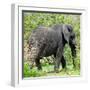 Awesome South Africa Collection Square - Elephant Profile-Philippe Hugonnard-Framed Photographic Print