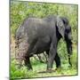 Awesome South Africa Collection Square - Elephant Profile-Philippe Hugonnard-Mounted Photographic Print