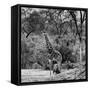Awesome South Africa Collection Square - Giraffe and Herd of Zebras B&W-Philippe Hugonnard-Framed Stretched Canvas