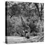 Awesome South Africa Collection Square - Giraffe and Herd of Zebras B&W-Philippe Hugonnard-Stretched Canvas