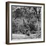 Awesome South Africa Collection Square - Giraffe and Herd of Zebras B&W-Philippe Hugonnard-Framed Photographic Print