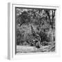 Awesome South Africa Collection Square - Giraffe and Herd of Zebras B&W-Philippe Hugonnard-Framed Photographic Print