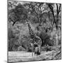 Awesome South Africa Collection Square - Giraffe and Herd of Zebras B&W-Philippe Hugonnard-Mounted Photographic Print