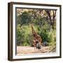 Awesome South Africa Collection Square - Giraffe and Herd of Zebras-Philippe Hugonnard-Framed Photographic Print