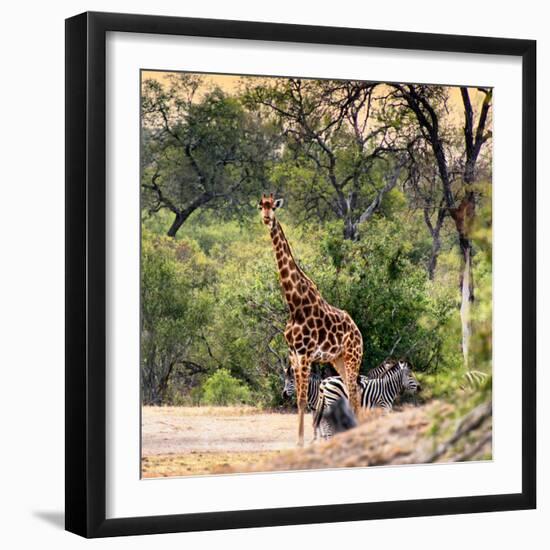 Awesome South Africa Collection Square - Giraffe and Herd of Zebras-Philippe Hugonnard-Framed Photographic Print
