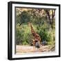 Awesome South Africa Collection Square - Giraffe and Herd of Zebras-Philippe Hugonnard-Framed Photographic Print