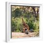 Awesome South Africa Collection Square - Giraffe and Herd of Zebras-Philippe Hugonnard-Framed Photographic Print