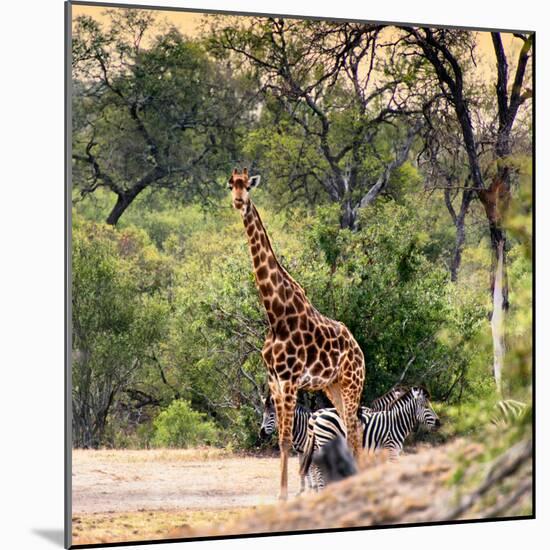 Awesome South Africa Collection Square - Giraffe and Herd of Zebras-Philippe Hugonnard-Mounted Photographic Print