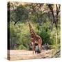 Awesome South Africa Collection Square - Giraffe and Herd of Zebras-Philippe Hugonnard-Stretched Canvas