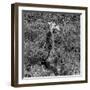 Awesome South Africa Collection Square - Giraffe B&W-Philippe Hugonnard-Framed Photographic Print