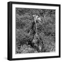 Awesome South Africa Collection Square - Giraffe B&W-Philippe Hugonnard-Framed Photographic Print