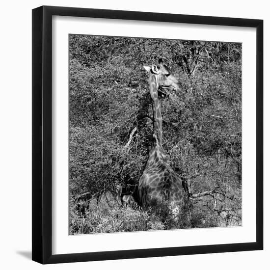 Awesome South Africa Collection Square - Giraffe B&W-Philippe Hugonnard-Framed Photographic Print