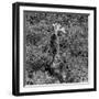 Awesome South Africa Collection Square - Giraffe B&W-Philippe Hugonnard-Framed Photographic Print